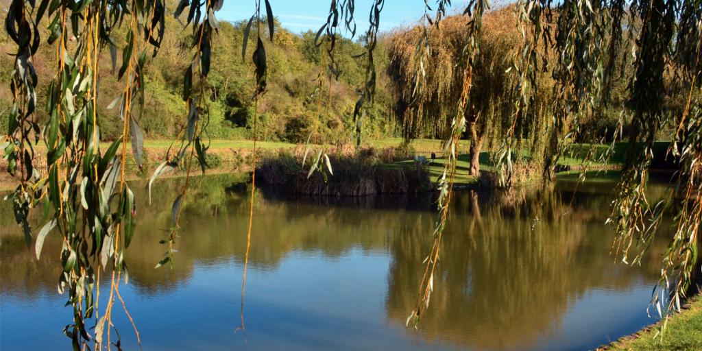 Etang du Parc des sports Victor Veniel de Chavenay