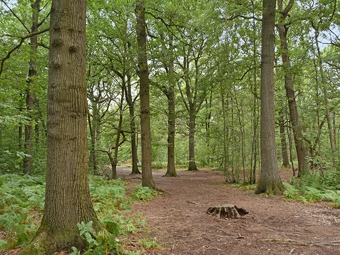 La forêt dominiale de Marly, idéale pour votre coach sportif